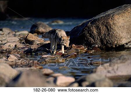 Wolves, Five, Outdoors, Wolf, Wolves, Cub, Drinking View Large Photo Image Stock Image - Wolves, Five, Outdoors, Wolf, Wolves, Cub, Drinking. Fotosearch