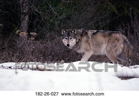 Stock Photo - Wolves, Grey, Wild, Animal, Outdoors, Wolf, Wildlife. Fotosearch