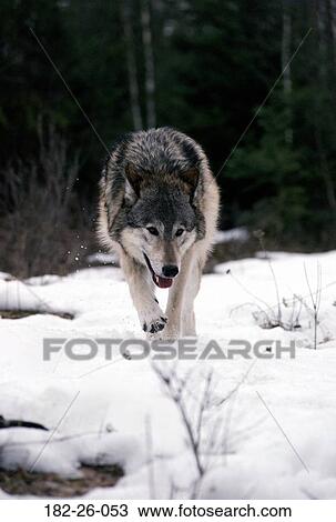 Wolves, Male, Wild, Wolf, Snow, Wildlife, Grey View Large Photo Image Stock Image - Wolves, Male, Wild, Wolf, Snow, Wildlife, Grey. Fotosearch