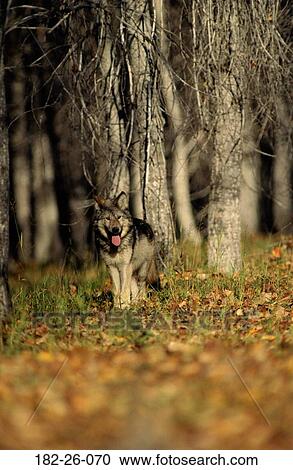 Wolves, Months, Cubs, Animals, Wolves, Wild, Animal View Large Photo Image Stock Image - Wolves, Months, Cubs, Animals, Wolves, Wild, Animal. Fotosearch