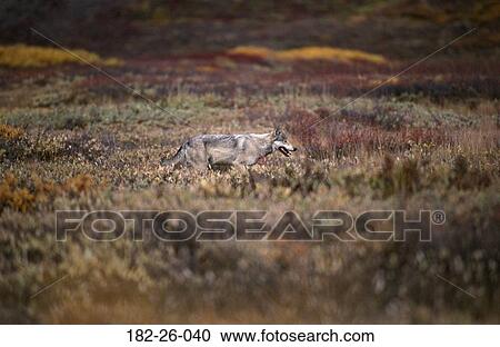 Wolves, Outdoors, Mammal, Wolf, Animals, Animal, Wild View Large Photo Image Stock Image - Wolves, Outdoors, Mammal, Wolf, Animals, Animal, Wild. Fotosearch