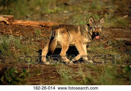 Picture - Wolves, Three, Wolf, Pups, Mammal, Months, Animal. Fotosearch