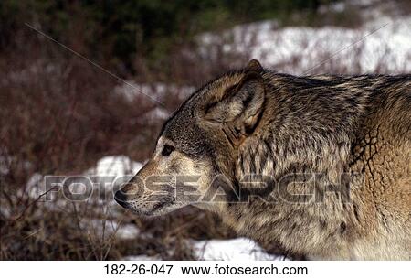Wolves, Up, Shot, Animals, Closeup, Close, Animal View Large Photo Image Stock Photo - Wolves, Up, Shot, Animals, Closeup, Close, Animal. Fotosearch