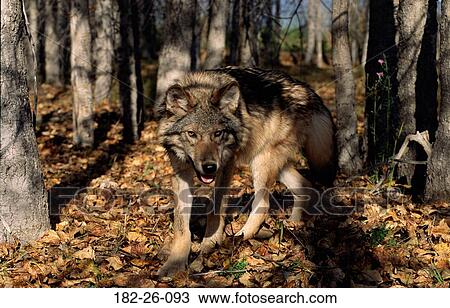 Wolves, Wild, Outdoors, Mammal, Walking, Animals View Large Photo Image Stock Image - Wolves, Wild, Outdoors, Mammal, Walking, Animals. Fotosearch