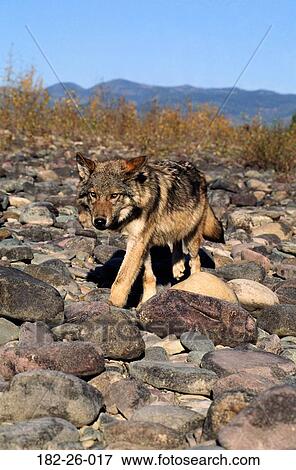 Wolves, Wilderness, Outdoors, Wild, Wolf, Wildlife, Animals View Large Photo Image Stock Photo - Wolves, Wilderness, Outdoors, Wild, Wolf, Wildlife, Animals. Fotosearch