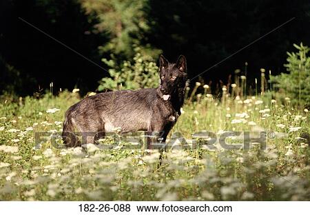 Wolves, Wolf, Animal, Grass, Wilderness, Animals View Large Photo Image Stock Photo - Wolves, Wolf, Animal, Grass, Wilderness, Animals. Fotosearch