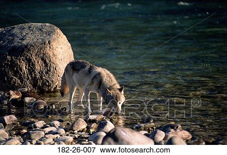 Wolves, Wolves, Wilderness, Drinking, Mammal, Animal View Large Photo Image Stock Photo - Wolves, Wolves, Wilderness, Drinking, Mammal, Animal. Fotosearch