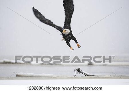 A Bald eagle (Haliaeetus leucocephalus) flys over driftwood on a beach; Alaska, United States of America View Large Photo Image Stock Photograph - A Bald eagle (Haliaeetus leucocephalus) flys over driftwood on a beach; Alaska, United States of America. Fotosearch