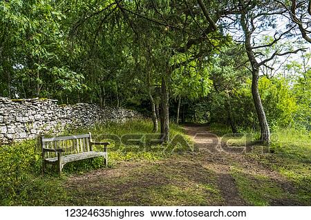 Stock Photograph - A bench sitting beside a path leading through a lush forest; Leyburn, North Yorkshire, England. Fotosearch