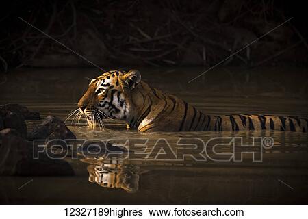 Stock Photograph - A Bengal tiger (Panthera tigris tigris) in the sunlight in a water hole shrouded in dark shadows; Chandrapur, Maharashtra, India. Fotosearch