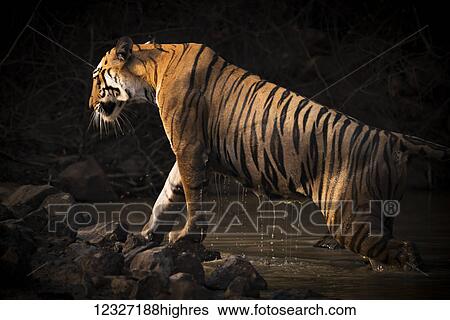 Stock Photograph - A Bengal tigress (Panthera tigris tigris) climbs out of a water hole shrouded in dark shadows. Her name is Maya 'The Enchantress', and she has orange and black stripes with white patches on her head, Tadoba Andhari Tiger Reserve; Chandrapur,.... Fotosearch