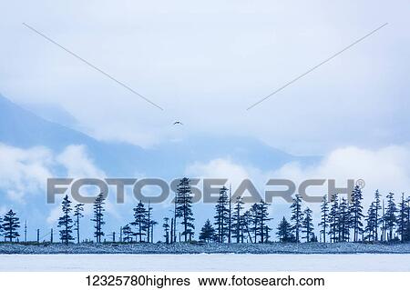 A bird flies above trees under a cloudy sky and fog on the coast of Resurrection Bay, South-central Alaska; Seward, Alaska, United States of America View Large Photo Image Stock Photograph - A bird flies above trees under a cloudy sky and fog on the coast of Resurrection Bay, South-central Alaska; Seward, Alaska, United States of America. Fotosearch
