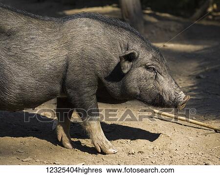 Stock Photograph - A black pig; Luang Prabang Province, Laos. Fotosearch