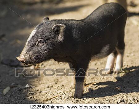 A black piglet; Luang Prabang Province, Laos View Large Photo Image Stock Photograph - A black piglet; Luang Prabang Province, Laos. Fotosearch