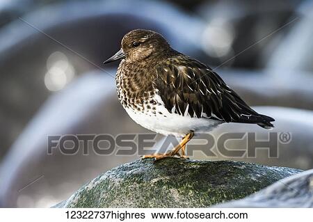 Stock Photograph - A Black Turnstone (Arenaria melanocephala) rests on a rock; Oregon, United States of America. Fotosearch