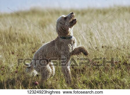 Stock Photograph - A blond cockapoo plays in the grass; South Shields, Tyne and Wear, England. Fotosearch