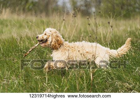 Stock Photograph - A blond cockapoo running in a grass field with a stick in it's mouth; South Shields, Tyne and Wear, England. Fotosearch