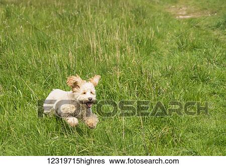 A blond cockapoo running in a grass field; South Shields, Tyne and Wear, England View Large Photo Image Stock Photograph - A blond cockapoo running in a grass field; South Shields, Tyne and Wear, England. Fotosearch