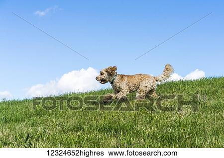 A blond cockapoo runs across a grass field against a blue sky; South Shields, Tyne and Wear, England View Large Photo Image Stock Photograph - A blond cockapoo runs across a grass field against a blue sky; South Shields, Tyne and Wear, England. Fotosearch
