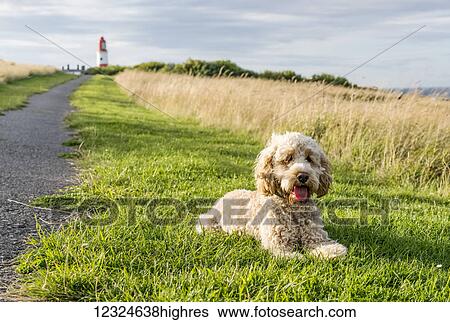 Stock Photograph - A blond cockapoo sits on the grass beside a path leading to Souter Lighthouse; South Shields, Tyne and Wear, England. Fotosearch