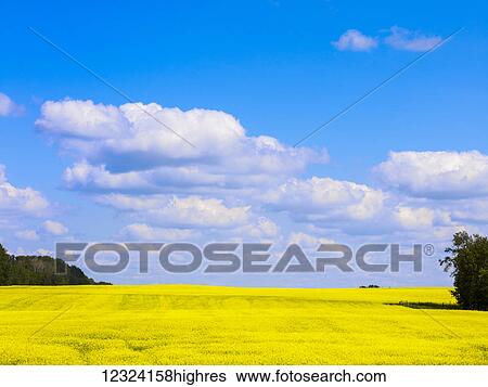 A bright yellow field of canola under a blue sky with cloud; Alberta, Canada View Large Photo Image Stock Photograph - A bright yellow field of canola under a blue sky with cloud; Alberta, Canada. Fotosearch
