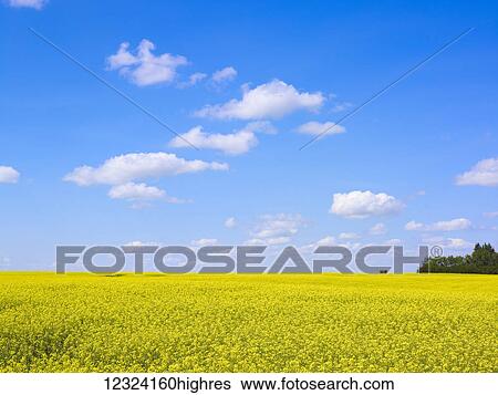 Stock Photograph - A bright yellow field of canola under a blue sky with cloud; Alberta, Canada. Fotosearch
