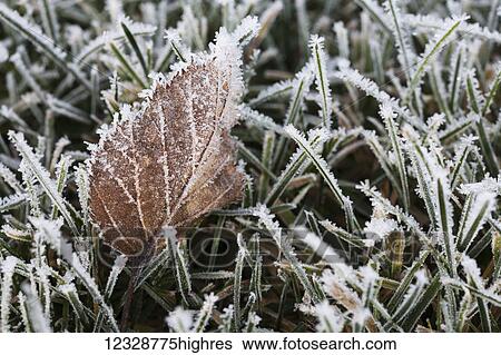 A brown, frost covered leaf laying in frosty grass; Alaska, United States of America View Large Photo Image Stock Photograph - A brown, frost covered leaf laying in frosty grass; Alaska, United States of America. Fotosearch
