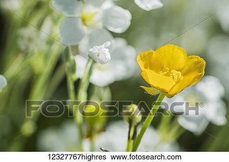 A buttercup (Ranunculus) grows among the chickweed (Stellaria media); Astoria, Oregon, United States of America View Large Photo Image Stock Photograph - A buttercup (Ranunculus) grows among the chickweed (Stellaria media); Astoria, Oregon, United States of America. Fotosearch