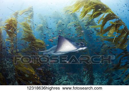 Stock Photograph - A California bat ray (Myliobatis californica) swimming through a giant kelp forest (Macrocystis pyrifera); Santa Barbara Island, California, United States of America. Fotosearch