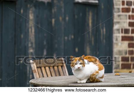 Stock Photograph - A cat sits on a wooden table outside a building with wood and brick facade; Tyne and Wear, England. Fotosearch