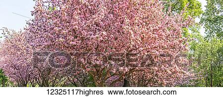 Stock Photograph - A cherry blossom tree in full bloom; Alberta, Canada. Fotosearch