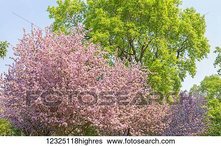 Stock Photograph - A cherry blossom tree in full bloom with lush green foliage on other trees; Alberta, Canada. Fotosearch