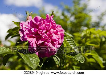 Stock Photograph - A cluster of bright pink flowers in bloom on a plant; Alaska, United States of America. Fotosearch