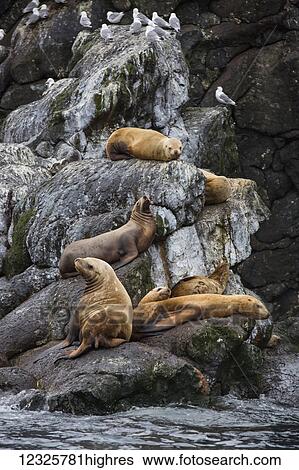 Stock Photograph - A colony of Steller Sea Lions (Eumetopias jubatus) rest on shoreline rocks in Resurrection Bay, South-central Alaska; Alaska, United States of America. Fotosearch