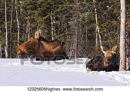 Stock Photograph - A cow moose and calf (alces alces) bed down in the snow behind a residence in Delta Junction; Alaska, United States of America. Fotosearch