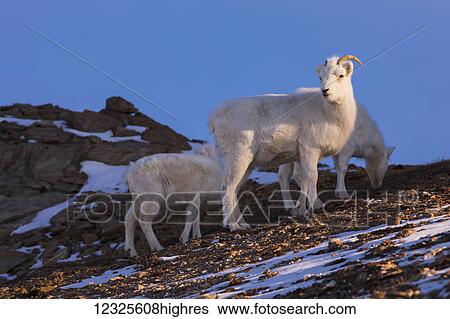 A Dall sheep (ovis dalli) ewe and two lambs graze on alpine tundra in the early morning sun in Denali National Park in winter; Alaska, United States of America View Large Photo Image Stock Photograph - A Dall sheep (ovis dalli) ewe and two lambs graze on alpine tundra in the early morning sun in Denali National Park in winter; Alaska, United States of America. Fotosearch