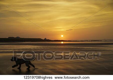 Stock Photograph - A dog runs across a wet beach with the golden sun setting in an orange sky along the coast and Bamburgh Castle in the distance; Bamburgh, Northumberland, England. Fotosearch