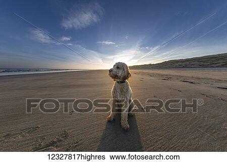 Stock Photograph - A dog sits on the sand on a beach along the coast; Bamburgh, Northumberland, England. Fotosearch