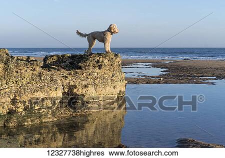 Stock Photograph - A dog stands on a rocky ledge looking out to the water and horizon with blue sky; Sunderland, Tyne and Wear, England. Fotosearch