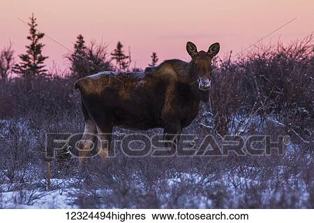 Stock Photograph - A female moose (alces alces) forages in the snow at sunrise in mid-winter; Alaska, United States of America. Fotosearch