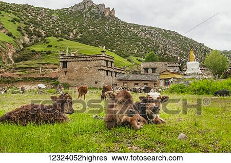 A few calves having a rest in a meadow, a small Tibetan village behind them; Daocheng, Sichuan province, China View Large Photo Image Stock Photograph - A few calves having a rest in a meadow, a small Tibetan village behind them; Daocheng, Sichuan province, China. Fotosearch