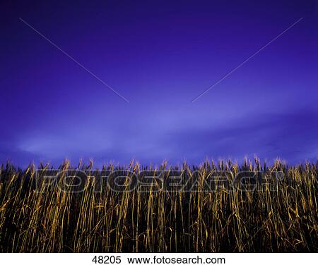 A field at dusk View Large Photo Image Stock Photography - A field at dusk. Fotosearch
