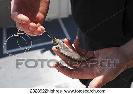 Stock Photograph - A fisherman holds a small fish on the hook as bait at the end of a fishing line; Homer, Alaska, United States of America. Fotosearch