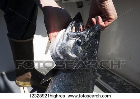 Stock Photograph - A fisherman retrieves a hook from the mouth of a fresh caught fish; Homer, Alaska, United States of America. Fotosearch