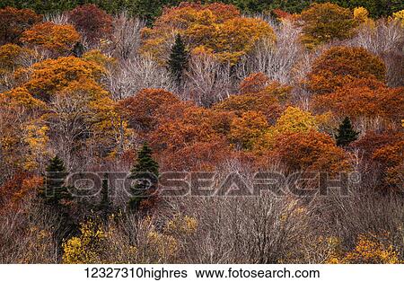 Stock Photograph - A forest hillside in autumn; Bedford, Nova Scotia, Canada. Fotosearch