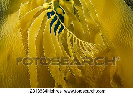 Stock Photograph - A forest of giant kelp (Macrocystis pyrifera), off Santa Barbara Island; California, United States of America. Fotosearch
