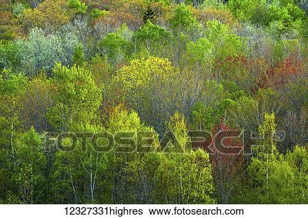 Stock Photograph - A forest softly lit by an evening sun in spring; Bedford, Nova Scotia, Canada. Fotosearch