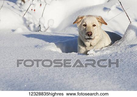 A golden labrador retriever lays in the deep snow looking at the camera; Alaska, United States of America View Large Photo Image Stock Photograph - A golden labrador retriever lays in the deep snow looking at the camera; Alaska, United States of America. Fotosearch