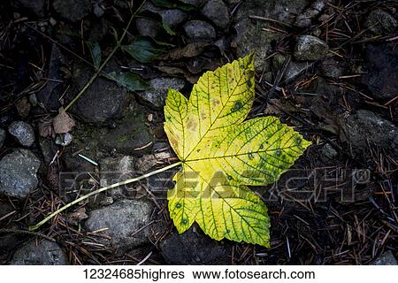Stock Photograph - A green leaf lays on the ground with rocks and pine needles; North Yorkshire, England. Fotosearch