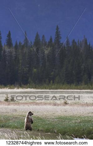 A grizzly bear (ursus arctos horribilis) standing on it's hind legs looking out over a field; Alaska, United States of America View Large Photo Image Stock Photograph - A grizzly bear (ursus arctos horribilis) standing on it's hind legs looking out over a field; Alaska, United States of America. Fotosearch